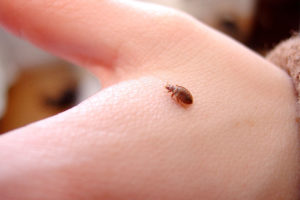 Bed bugs in Kansas City can be taken care of by Milberger and a free inspection.