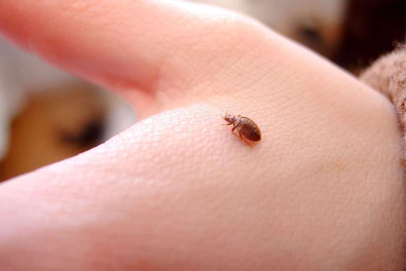 Bed bugs in Kansas City can be helped with Milberger and free inspection