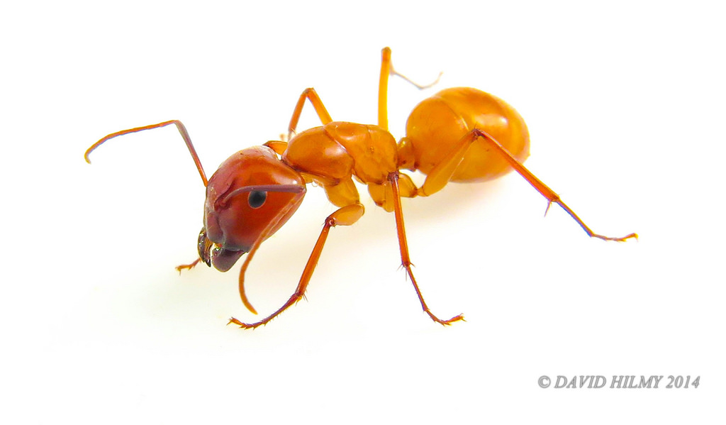 The most common ants requiring pest control service in the Kansas City area are carpenter ants, odorous house ants, acrobat ants, and pavement ants.