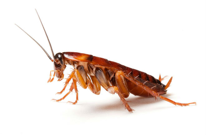 cockroach