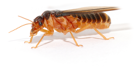 termite