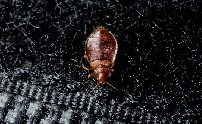Bed bugs can be take care of by Milberger Pest Control.