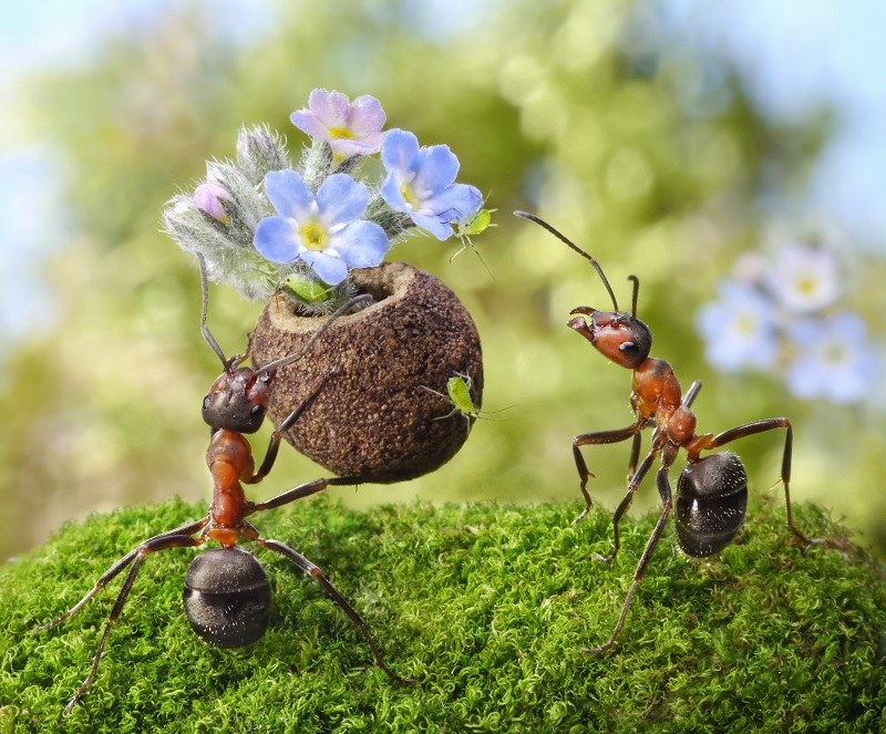Exterminators Milberger Pest Control can help with ant prevention.