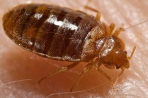 Bed bugs in the Kansas City area are now common, and they are good at hitchhiking.