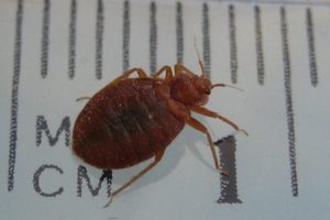 When it comes to bedbugs, Kansas City has a problem.