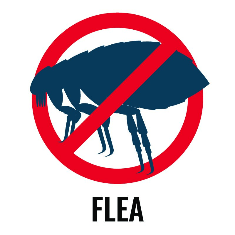 Many people look for a pest control service in Kansas City this time of year for advice on controlling fleas. Milberger Pest Control is here to help.