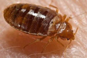 If you suspect bedbugs in Kansas City, Milberger Pest Control is here to help.