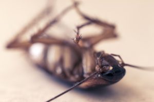 Milberger Pest Control service uses prevention techniques and highly effective bait technology alongside pesticide where possible to eradicate cockroaches from your home or business.