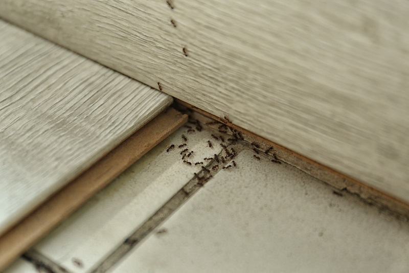 Milberger Pest Control is an exterminator in Kansas City that can eliminate ants in your home or business.