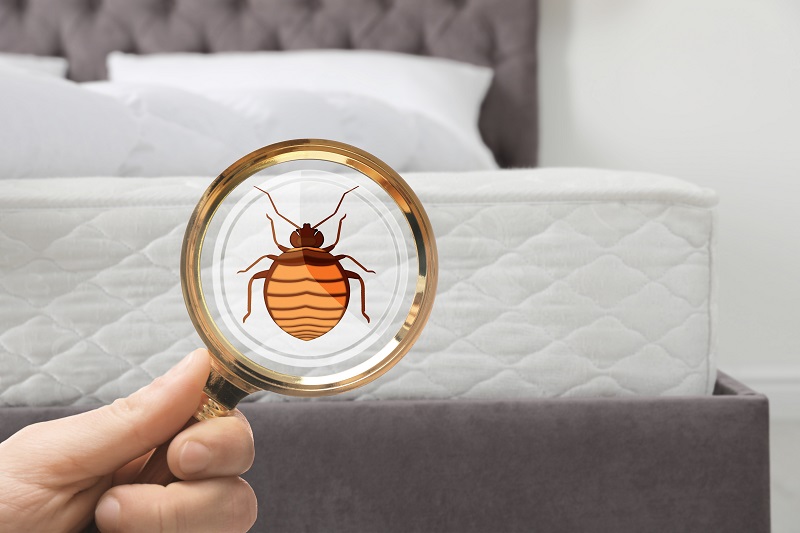 If you suspect bedbugs in Kansas City, Milberger Pest Control is here to help.