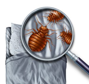 Bed bugs in Kansas City were thought to be mostly myth until a few years ago.