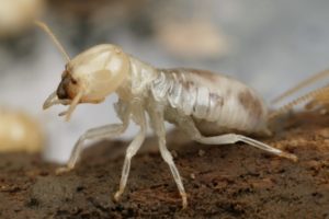 Milberger Pest Control is an exterminator in Kansas City that will identify a termite problem and eradicate them with two different systems, Sentricon and Termidor.