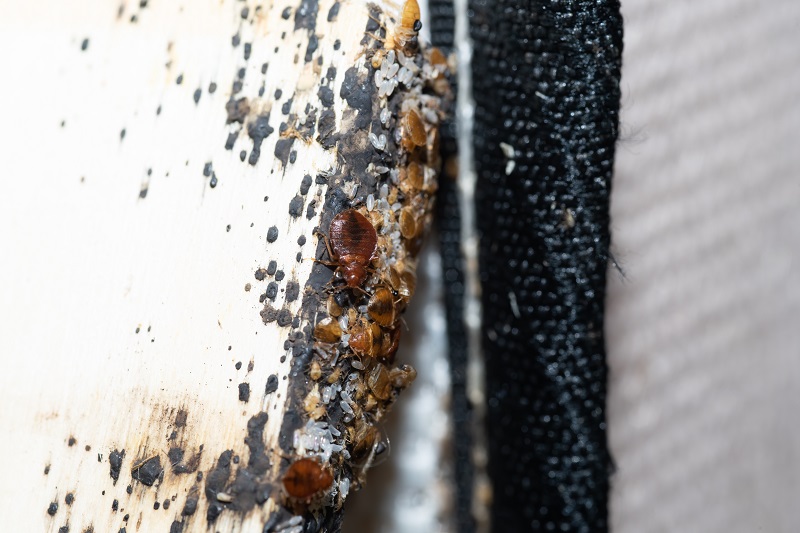An infestation of bed bugs in Kansas City requires the assistance of a pest professional and is not something a homeowner can handle on their own.