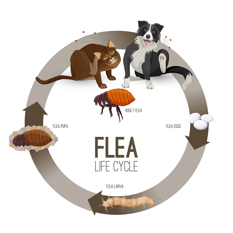 Many people look to a pest control service in Kansas City this time of year for advice on controlling fleas.