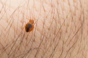 Bedbugs in Kansas City are a serious problem, and myths about them abound. Milberger Pest Control is here to bust those myths and give you the facts about bedbugs.