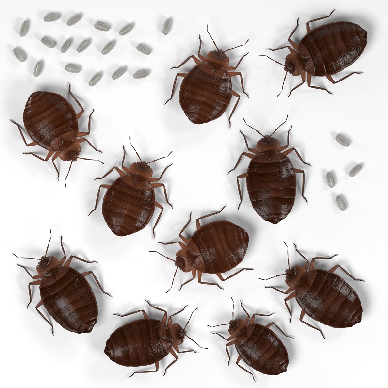The big problem with bed bugs in Kansas City is how challenging it is to find and correctly identify them.
