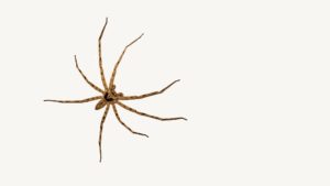 Contact a Milberger Pest Control exterminator in Kansas City to help rid your home of spiders and the insects they feed on.