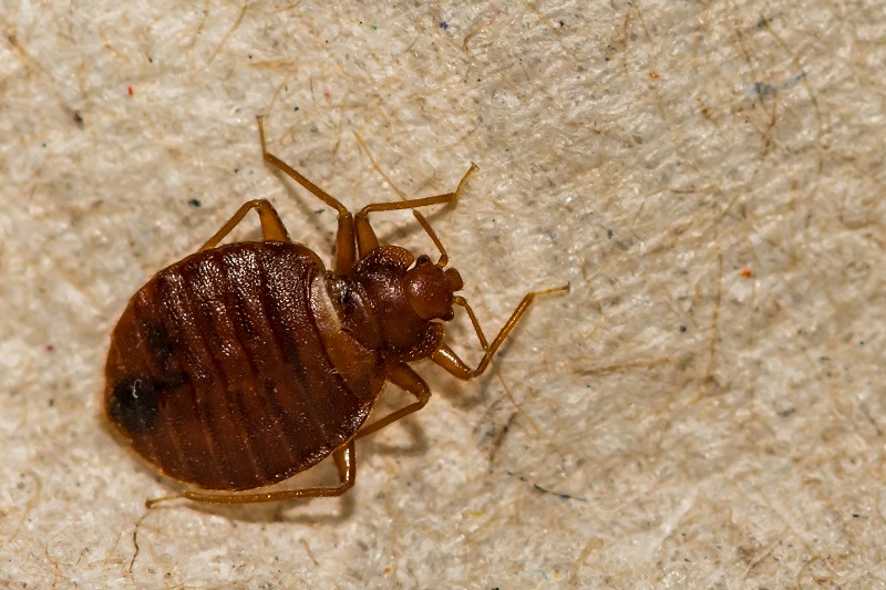 Identifying bedbugs in Kansas City can be difficult because they are quite small, although it is a myth that they are invisible to the naked eye.