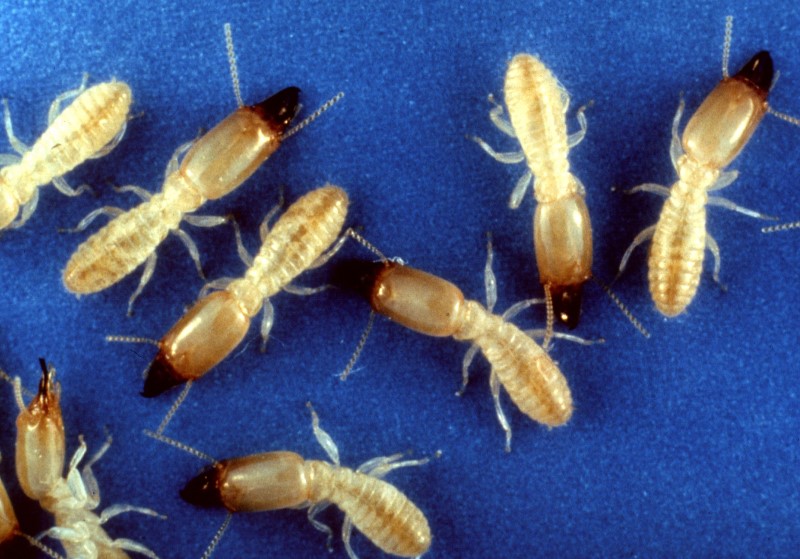 Milberger Pest Control service in Kansas City uses two different types of termite control systems, Termidor® and Sentricon®.