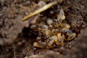 Milberger Pest Control service in Kansas City will identify a termite problem and eradicate them with two different systems, Sentricon and Termidor.