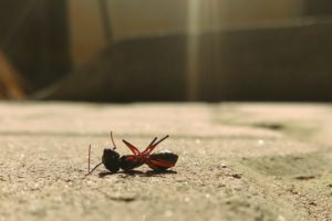 Milberger Pest Control Service in Kansas City can eliminate an ant infestation in your home or business.