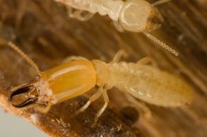 Winter-termite-control-Kansas-City-Milberger-Pest