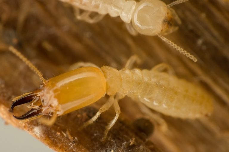 Winter Termite Control in Kansas City Milberger Pest Control