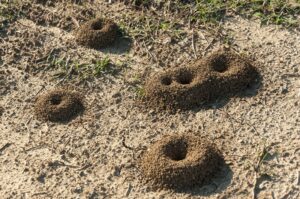 Pest-Control-Destructive-Ants-Milberger-Pest-Control