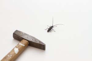 Missouri-Pest-Control-How-To-Choose-The-Best-Milberger-Pest-Control