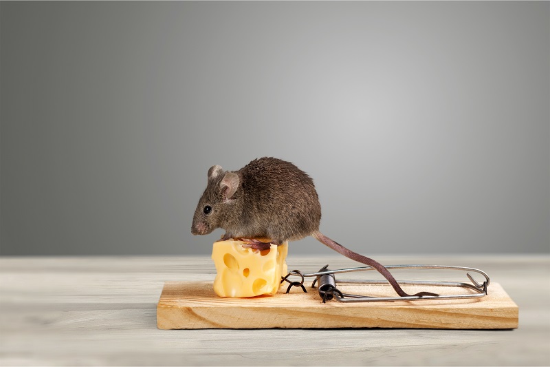 Fall-Pest-Control-For-Mice-Milberger-Pest-Control