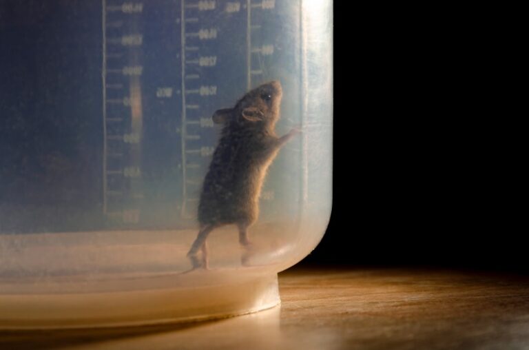 Mice Removal in Kansas City Milberger Pest Control