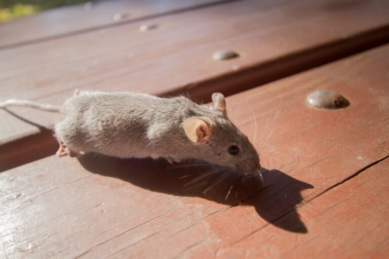 Pest Control for Mice & Rodents Milberger Pest Control