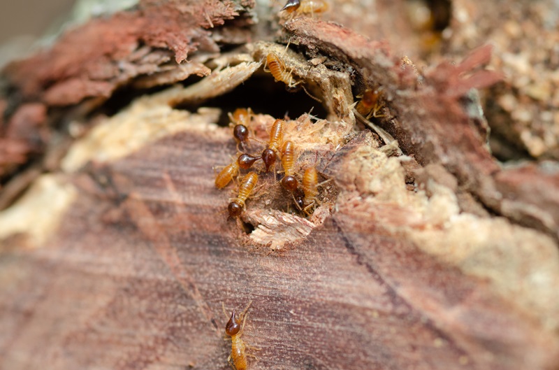 Termite-Pest-Control-Kansas-City-Winter-Milberger-Pest-Control