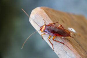 Cockroach-Control-Missouri-Spring-Pest-Control-Kansas-City-Milberger-Pest-Control
