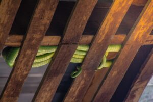 Pest control snakes Milberger Pest Control Kansas CIty AdobeStock_218385619