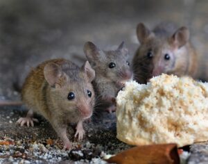 Three mice in a residential setting causing damage to a clump of insulation