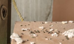 Mice and Rats Milberger Pest Control Kansas City AdobeStock_551130009 Rodent poop on cardboard box with ceiling insulation pieces.