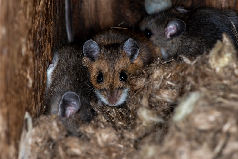 mice pest control Milberger Pest Control Kansas City AdobeStock_470026657