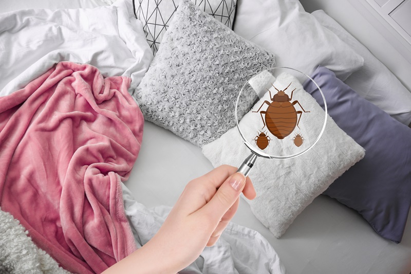 Bed bugs Milberger Pest Control Kansas City AdobeStock_193498333 Woman with magnifying glass detecting bed bugs in bedroom
