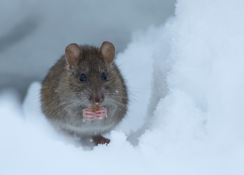 pest control Kansas City Milberger Pest Control AdobeStock_193016609 Brown rat in the white snow