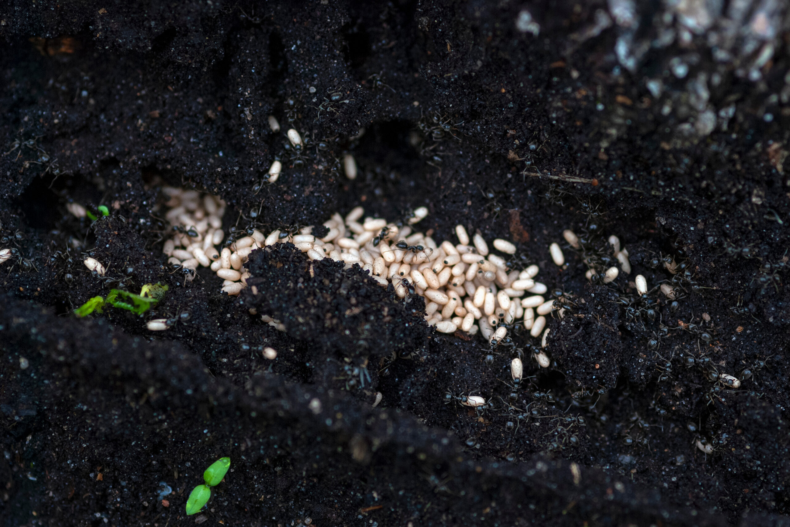 Ant nest in spring garden