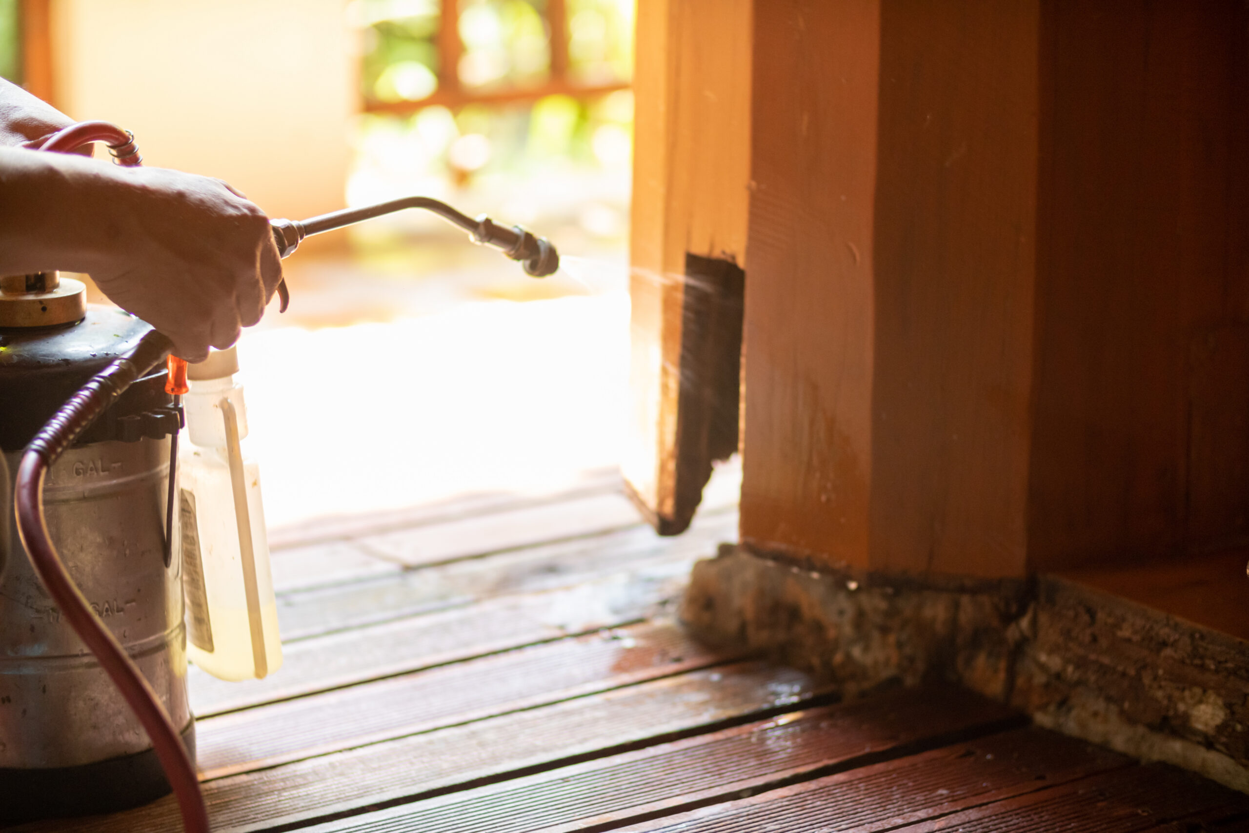 A professional spraying chemicals on wooden deck damaged by termite colonies