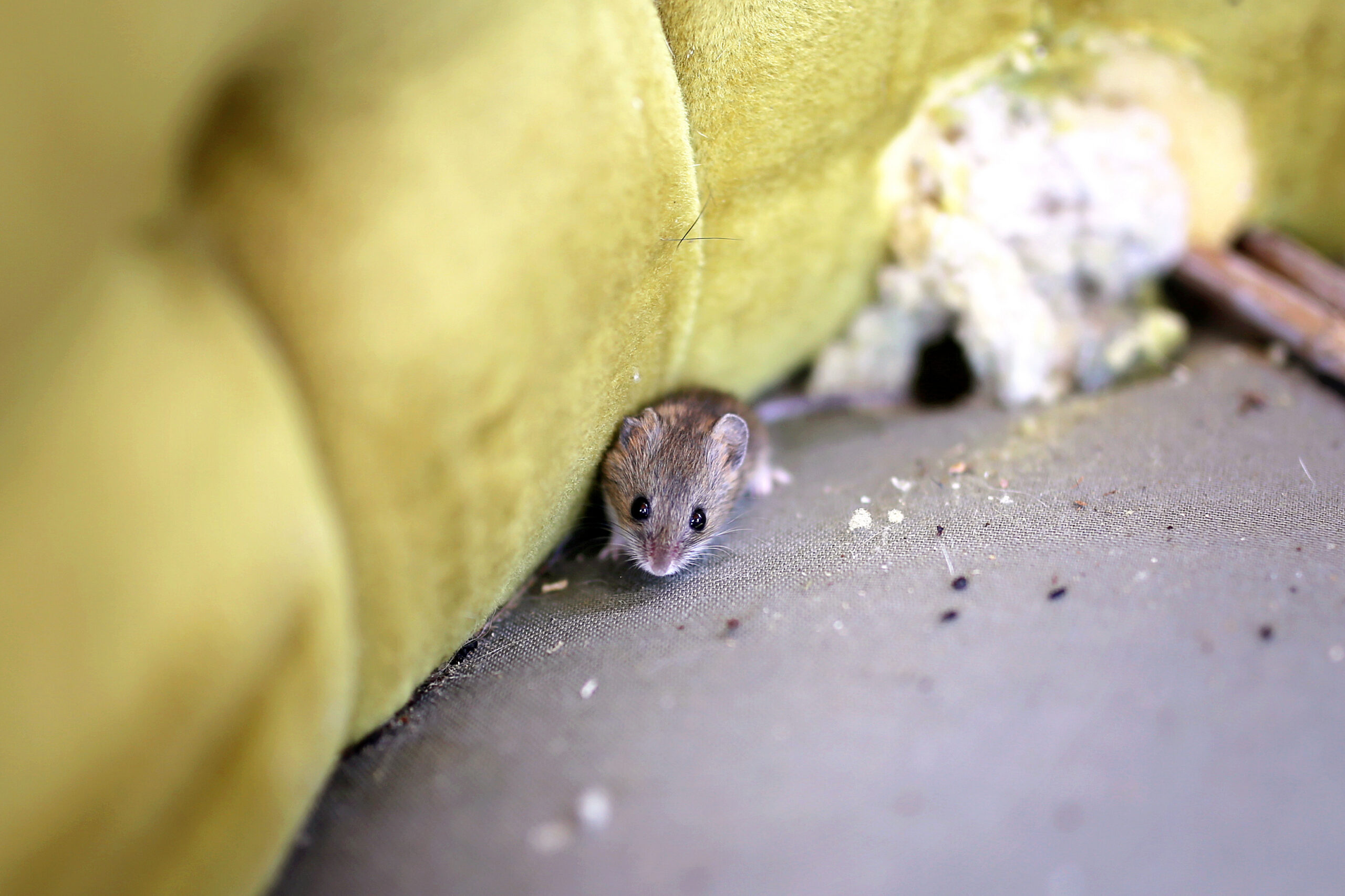 A mouse living nesting in an yellow chair
AdobeStock_352929566_Digital advertising REAL Moxie LLC_Christin Lola 