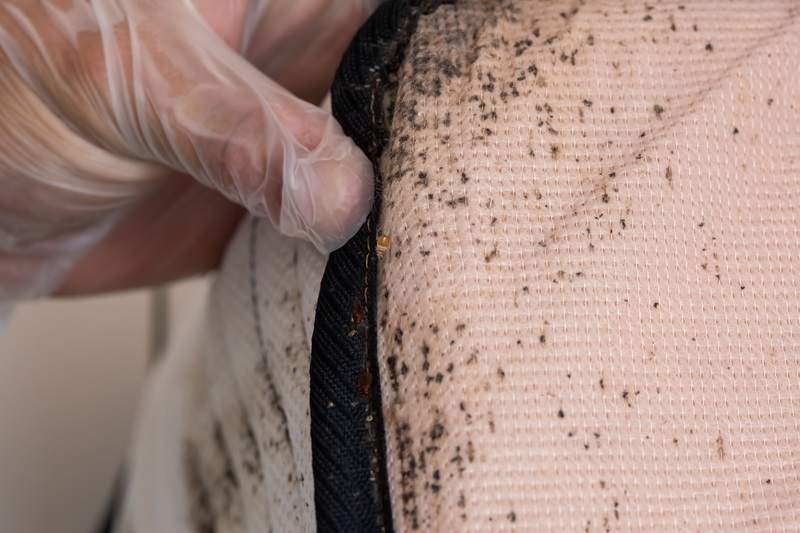 Professional revealing Bed Bug Markings AdobeStock_362847138_Digital advertising REAL Moxie LLC