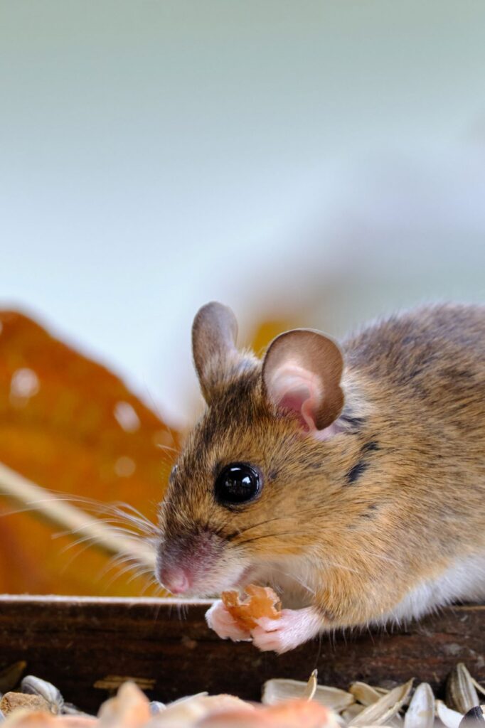 grey mouse feeding itself indoors