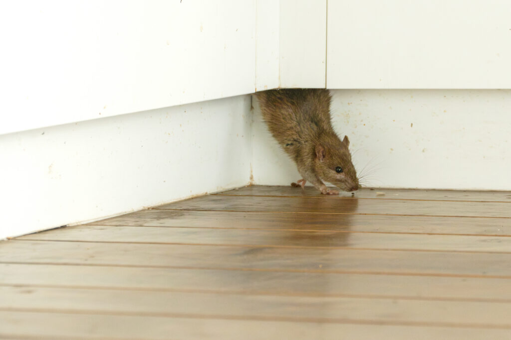  rat (rattus rattus) emerges from unseen crevice on to a wooden floor in house interior